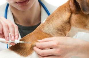Microchips Inserted In 400 Dogs