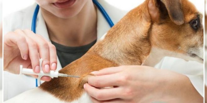 Microchips Inserted In 400 Dogs