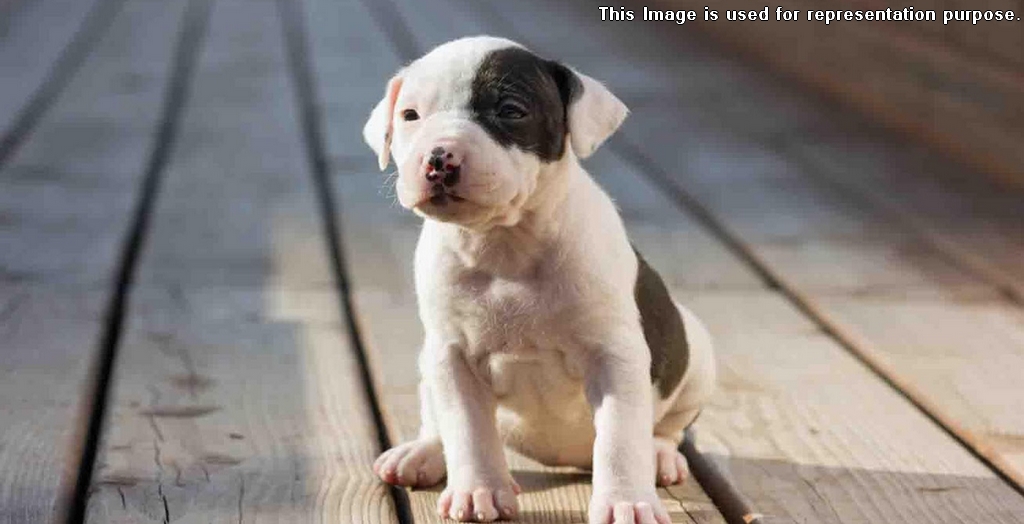 Pit bull stolen