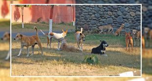 Stray Dogs Increase In Chandigarh