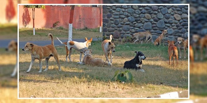 Stray Dogs Increase In Chandigarh