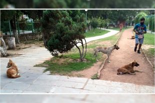 Stray Dogs Scare In Public Parks