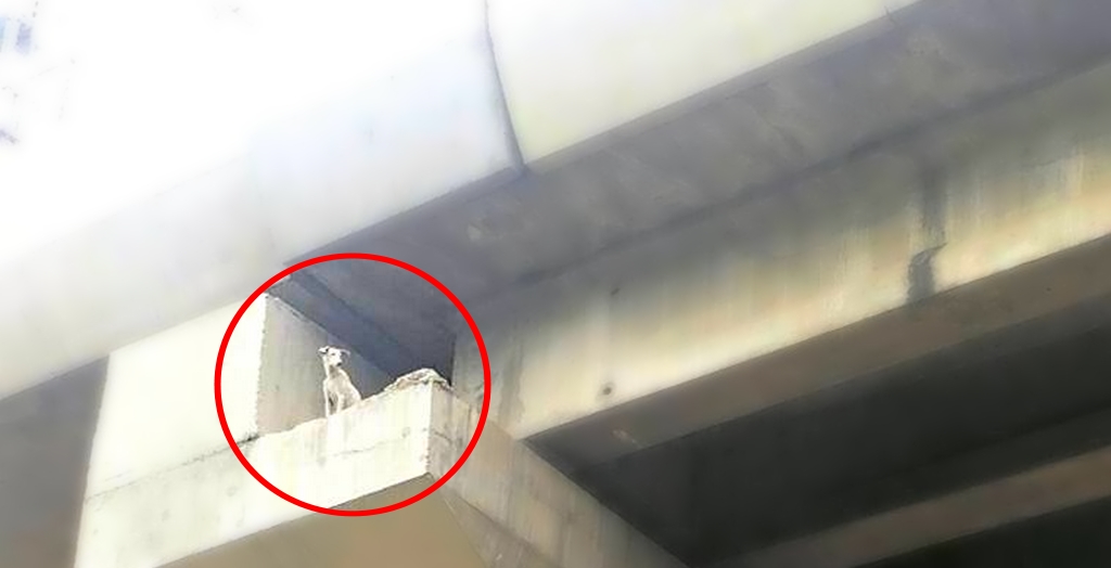 Stray dog rescue
