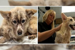 Vets Save A Dog Infested With 100,000 Fleas