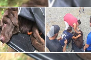 Volunteers Save A Dog Stuck On A Mountain
