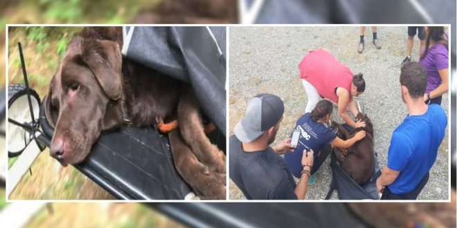 Volunteers Save A Dog Stuck On A Mountain