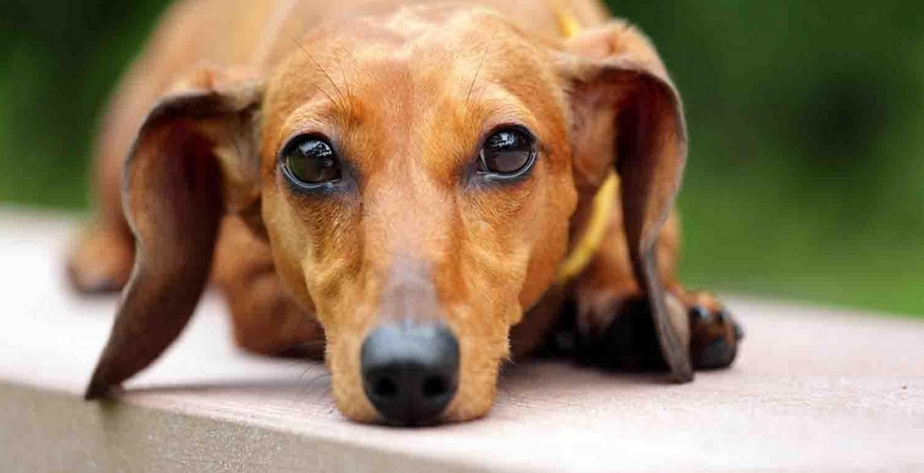 dashund