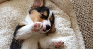 Facts About a Dog's Paw