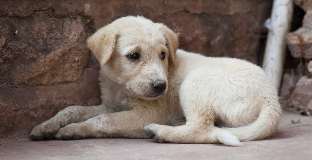 2,354 Animal Cruelty Cases Filed This Year In Mumbai | DogExpress