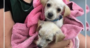 69 Dogs And Cats Rescued From Hurricane Harvey