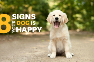 8 Signs Your Dog Is Happy