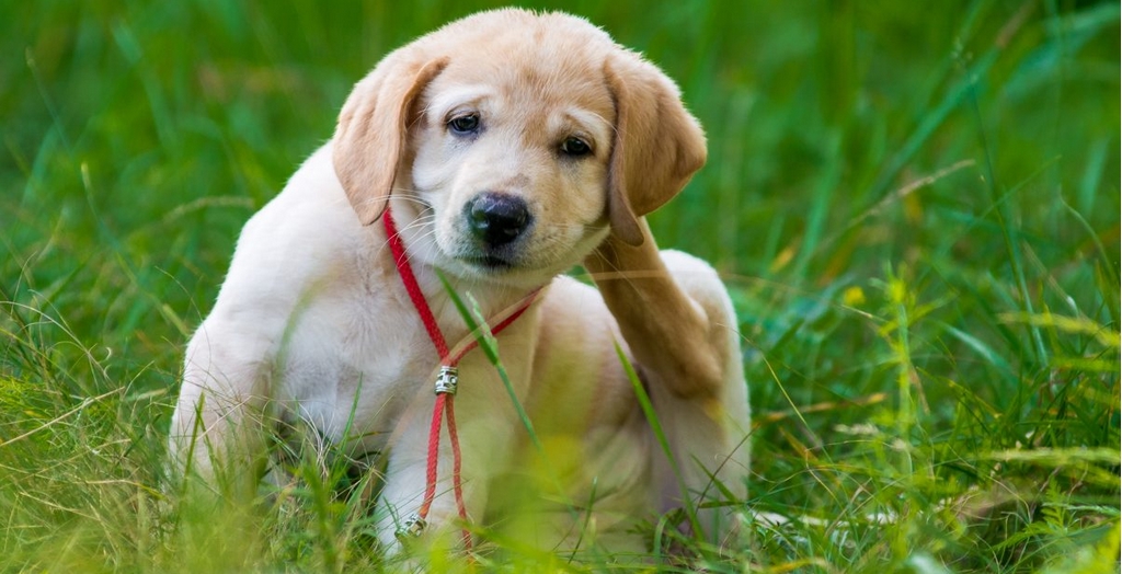 Dog Dry Skin