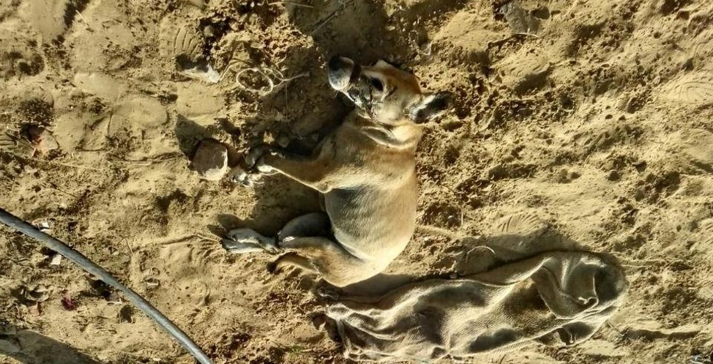 Dogs found dead,