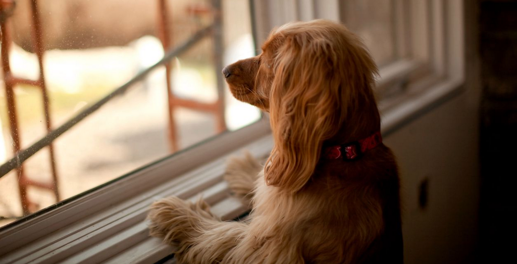 Feeling Guilty For Traveling Without Your Furry Friend.