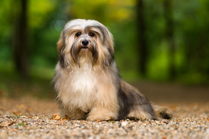 12 Cute And Most Adorable Small Dog Breeds | DogExpress