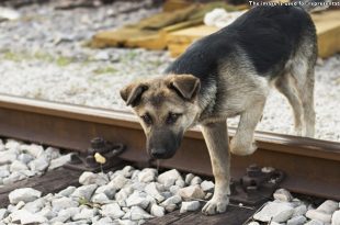 Motorman Stops A Train To Save Dog