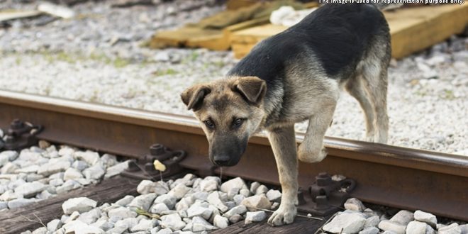 Motorman Stops A Train To Save Dog