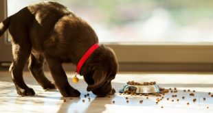 most nutritious puppy food