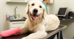 Pet Insurance Now In India Too