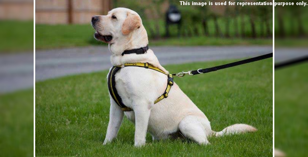 RPF Dog Squad