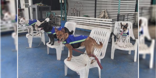 Stray Dogs Turns Into Street Guardians In Thailand