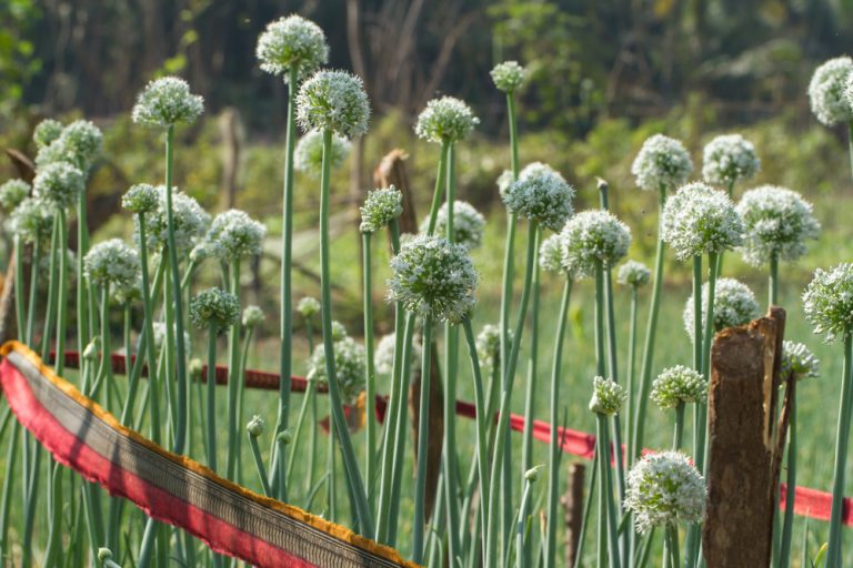 Protect Your Dog From These Poisonous Plants In Your Garden DogExpress