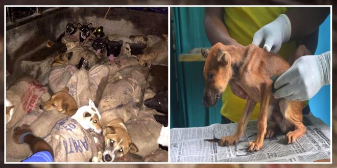 Dogs Rescued