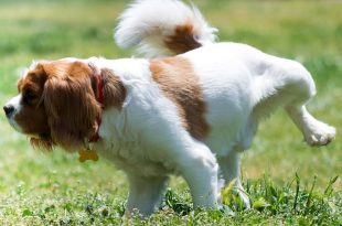5 Urinary Diseases In Dogs