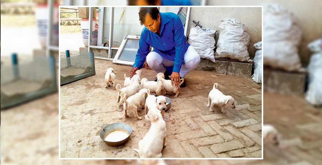 9 Puppies Rescue