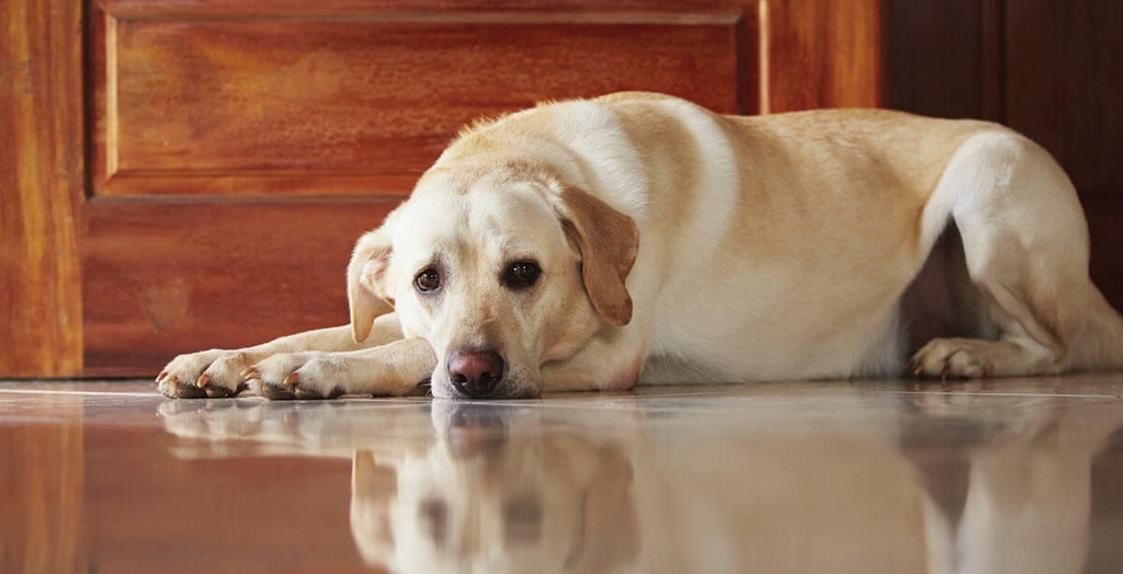 Depression In Dogs