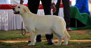 Dog show in Mysore
