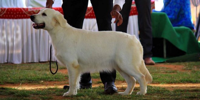 Dog show in Mysore