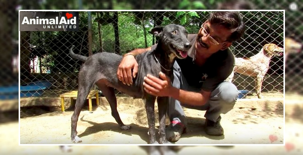 A Stray Dog Rescued By Animal Aid Unlimited In Udaipur, Rajasthan |  DogExpress