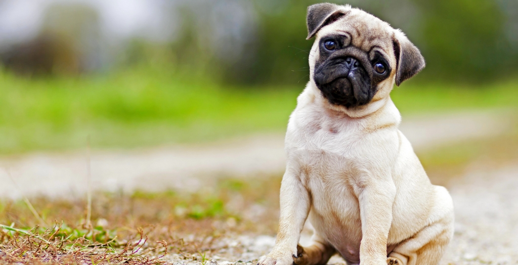 Pet Dog Registration Panchkula