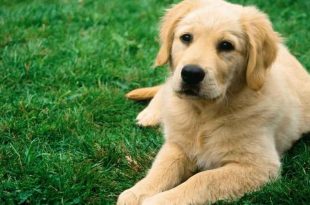 Punjab Government Imposes Tax For Keeping Pets