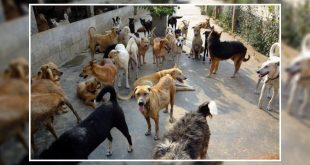 Stray dogs in Mumbai