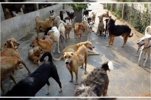 Stray dogs in Mumbai