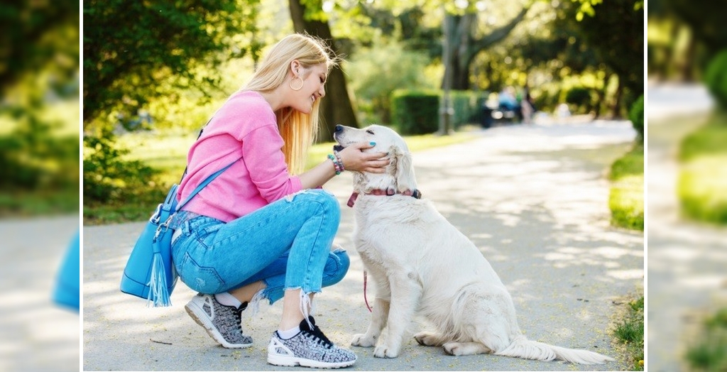Training your dog