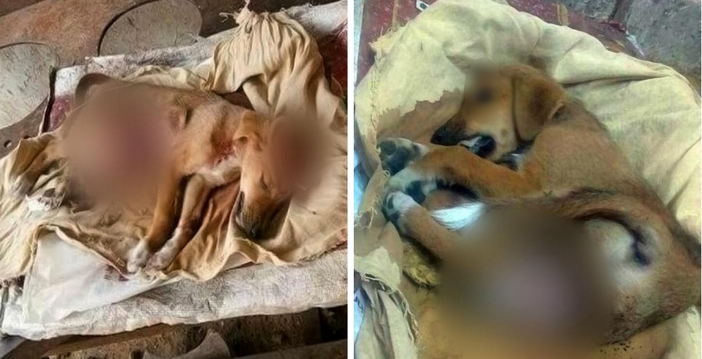Man Allegedly Kicks A Puppy To Death In Nagpur | DogExpress