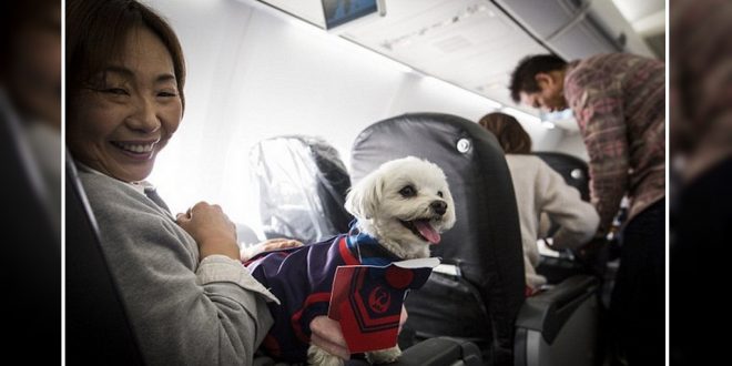 pet allow in japanese flight