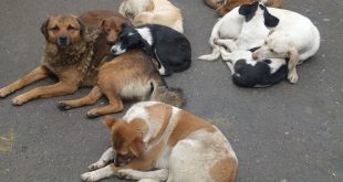 stray dogs in kerala