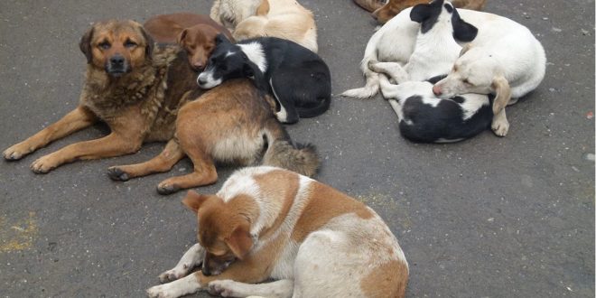 stray dogs in kerala