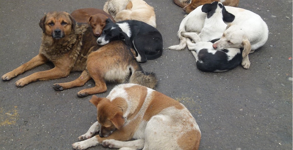 Stray Dogs In Kerala | DogExpress