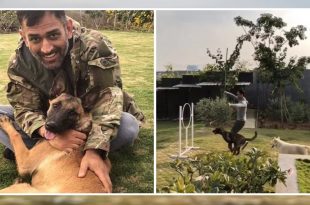 MS Dhoni with his pet dogs