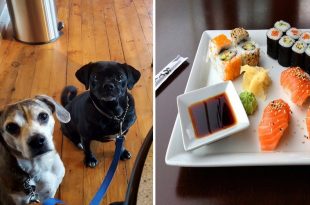 Pop- Up Sushi Bar For Pet Dogs_1
