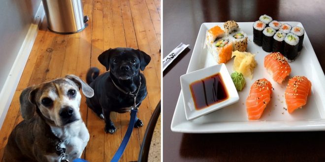 Pop- Up Sushi Bar For Pet Dogs_1