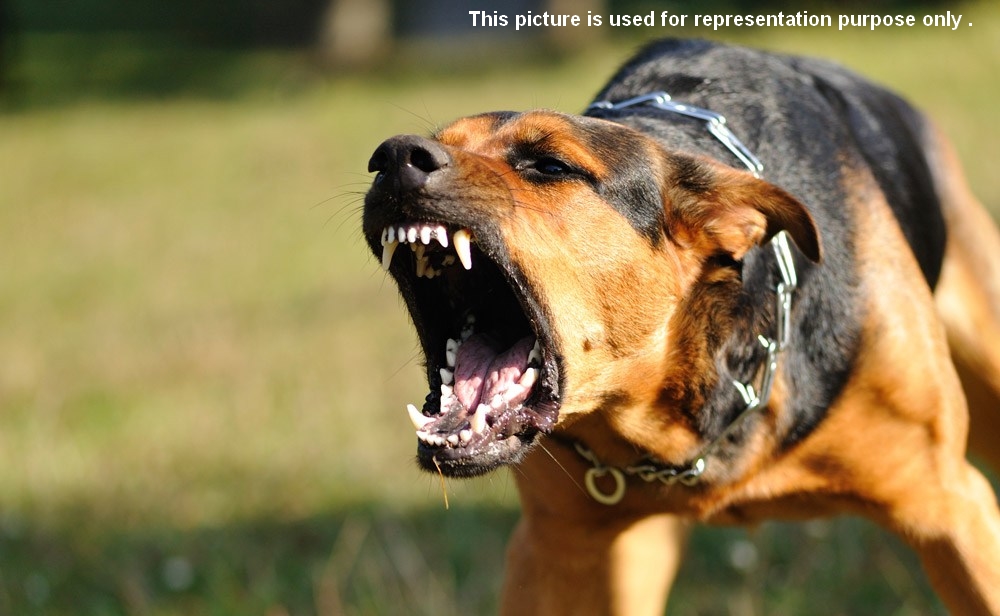 Rabid dog