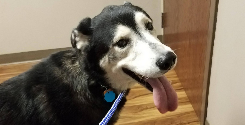 Thanksgiving dog