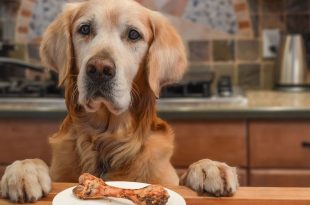 bone treats could be deadly for dogs