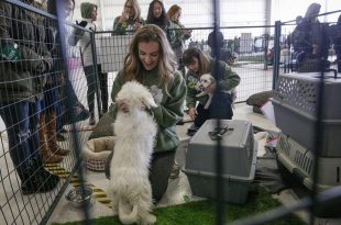 dog adoption events